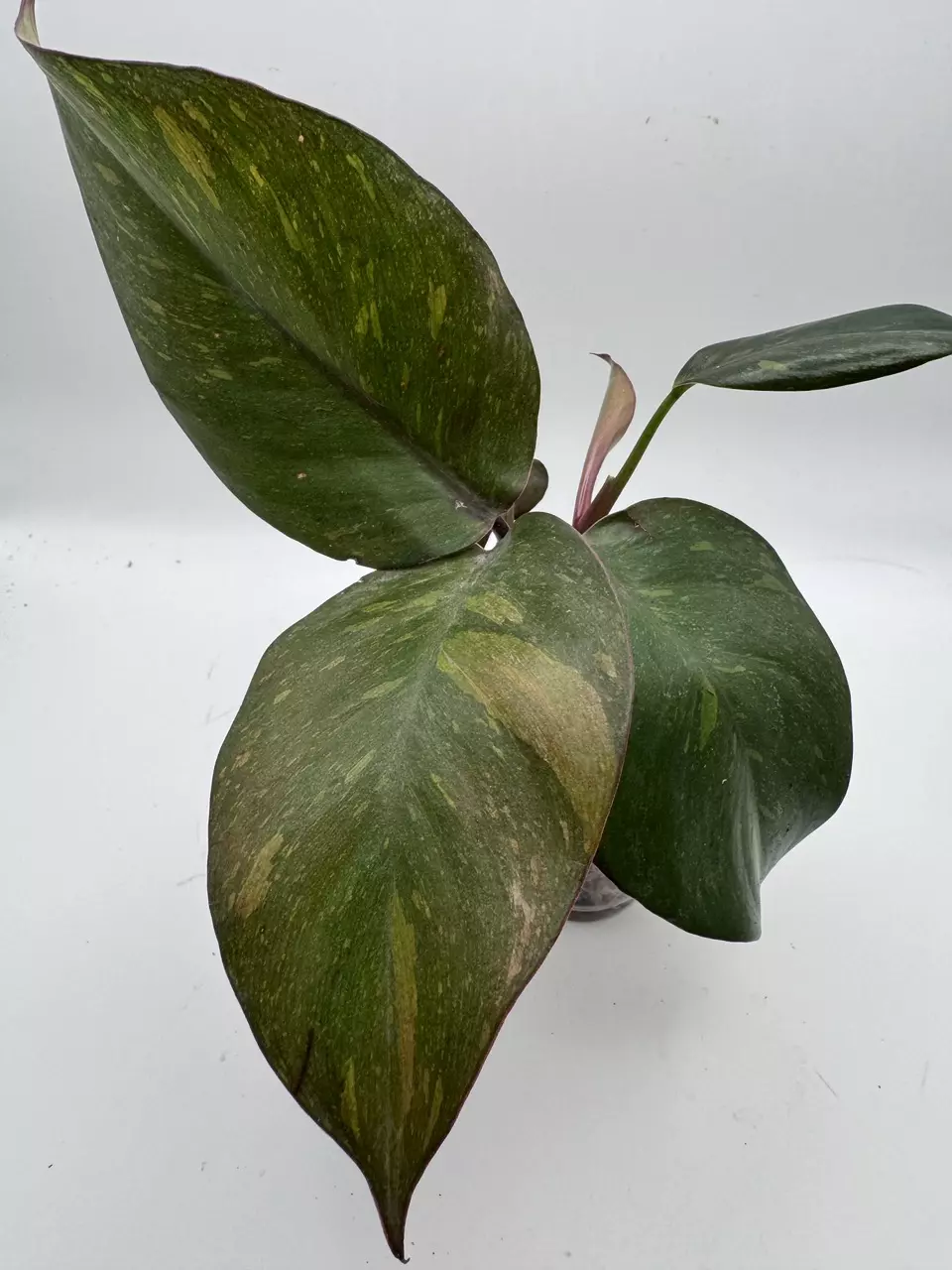 philodendron orange princess 0544 thumbnail