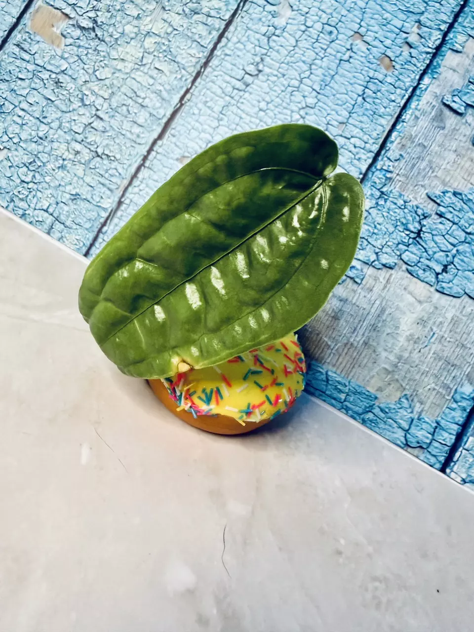 Anthurium sp Limon thumbnail