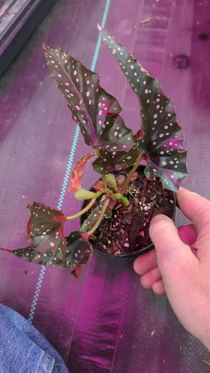 1193 Begonia Maculata Black Forest thumbnail