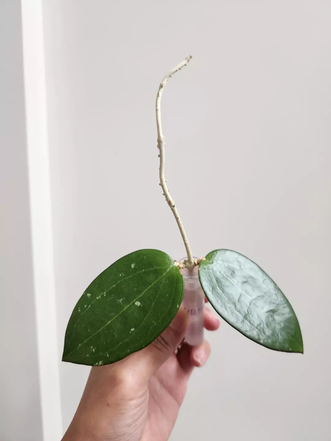 Hoya MB1414 (Christine x Aldrichii) cutting thumbnail