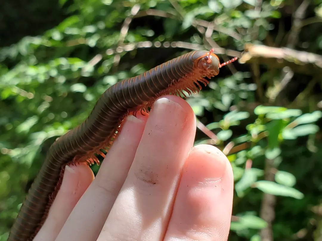 American Giant Millipede (Narceus americanus) thumbnail