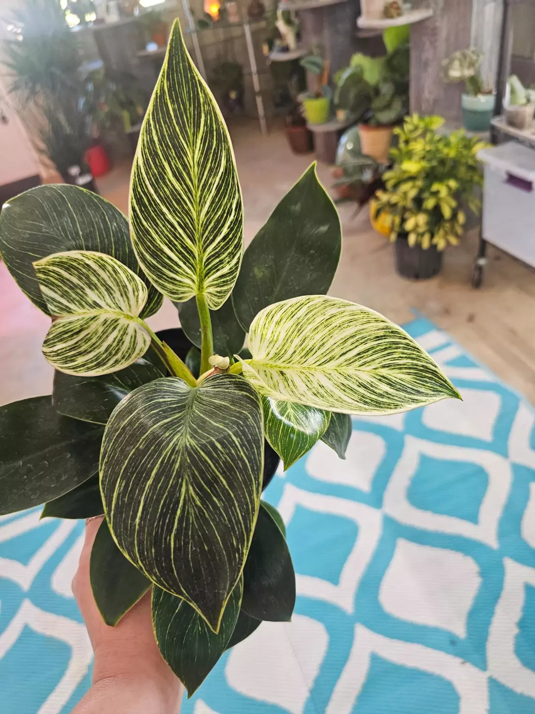 Philodendron Birkin thumbnail