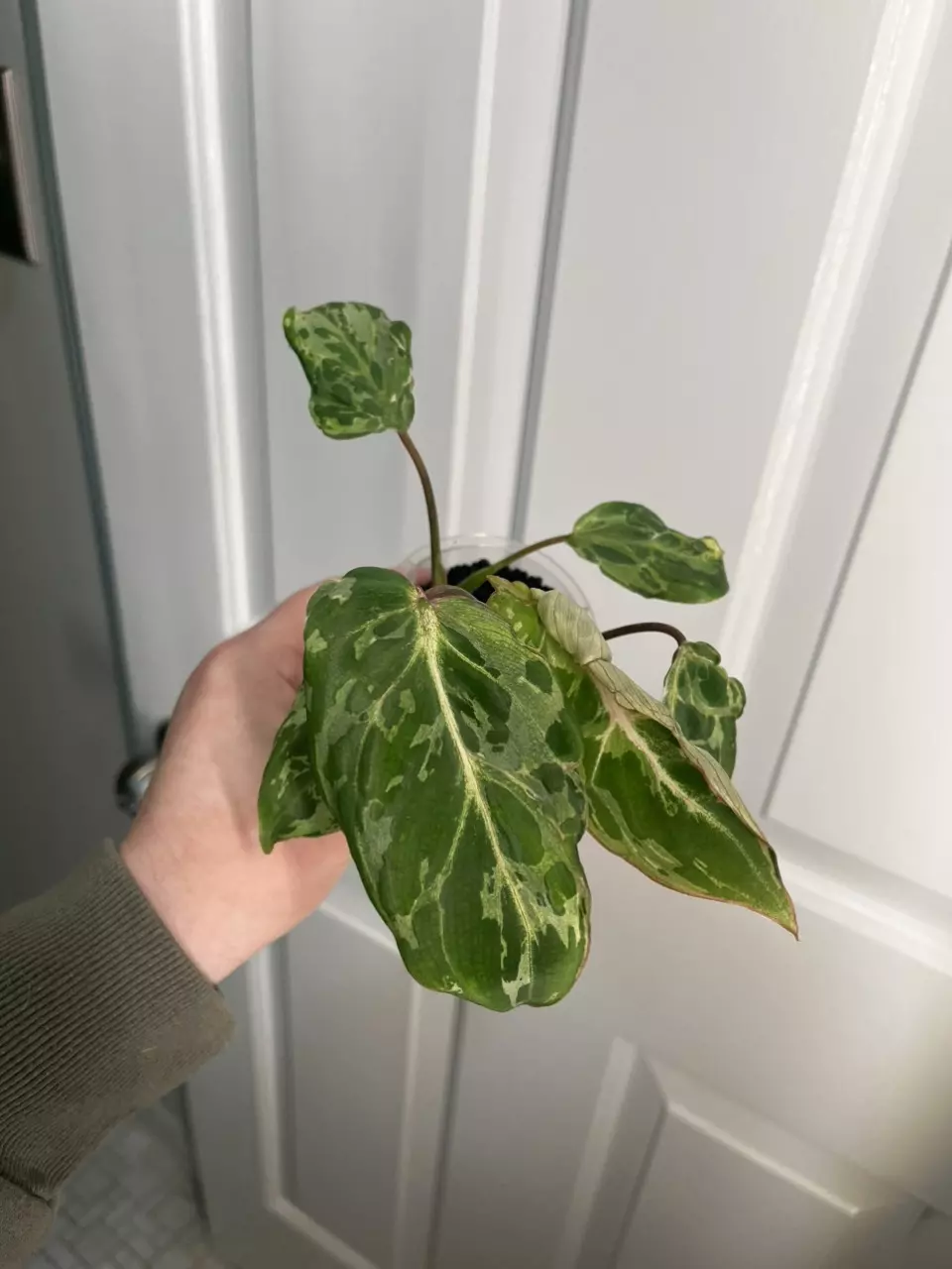 Philodendron Gloriosum Snow Leopard thumbnail