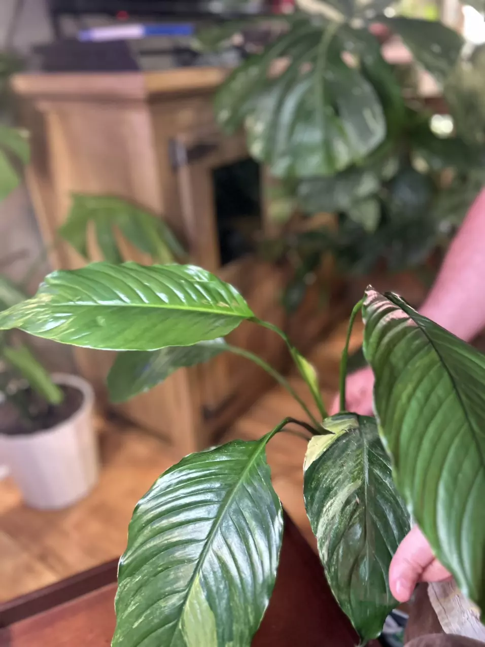 spathiphyllum aurea variegated thumbnail