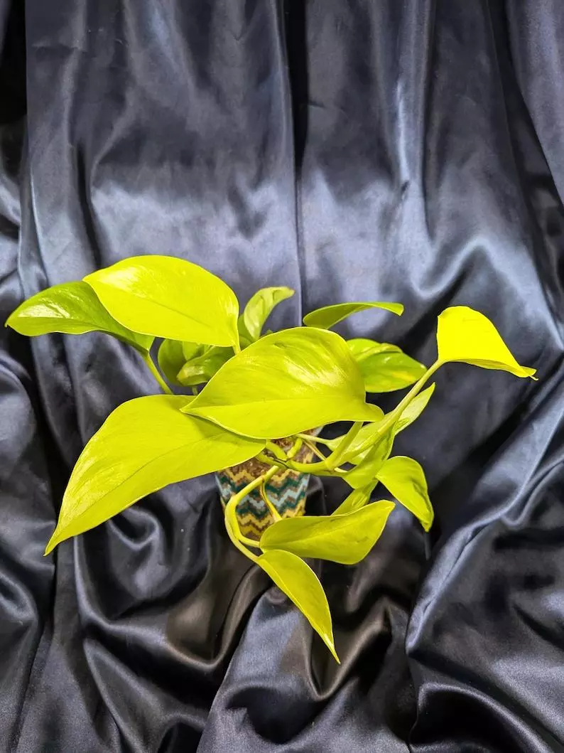 Epipremnum Teruno Champs-Elysees thumbnail