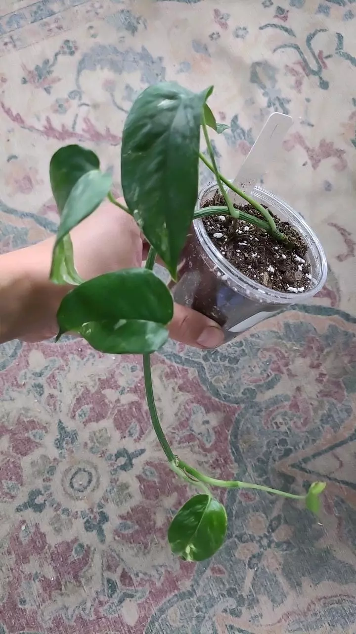 Epipremnum Pinnatum Albo 3.25" #1 thumbnail