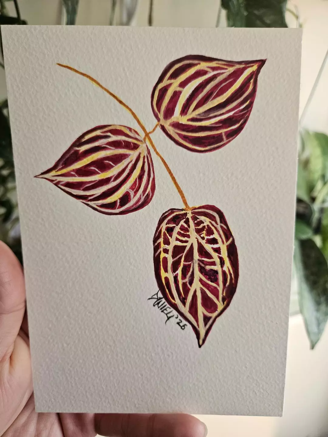 Hoya nicholsoniae sunstressed  5x7 watercolor sketch thumbnail
