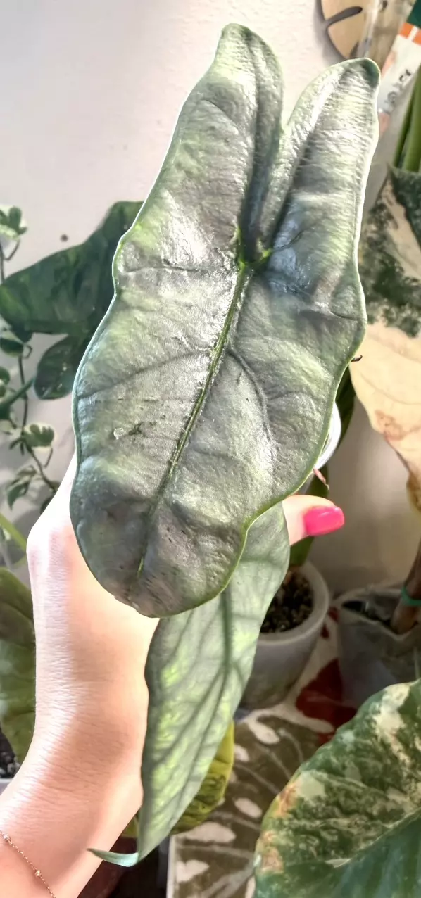 Albo Metallic Blue thumbnail