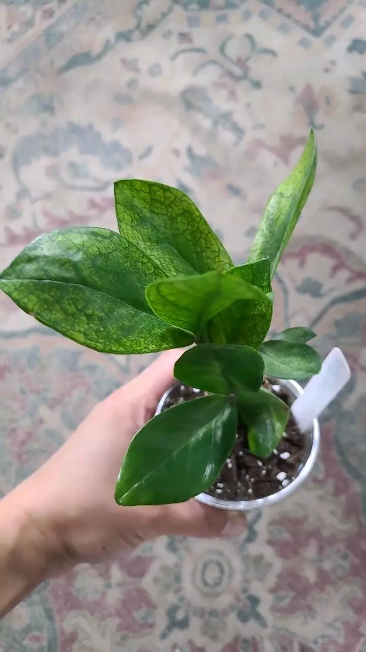 Chameleon ZZ Zamioculcas Zamiifolia 3.25" #3 thumbnail