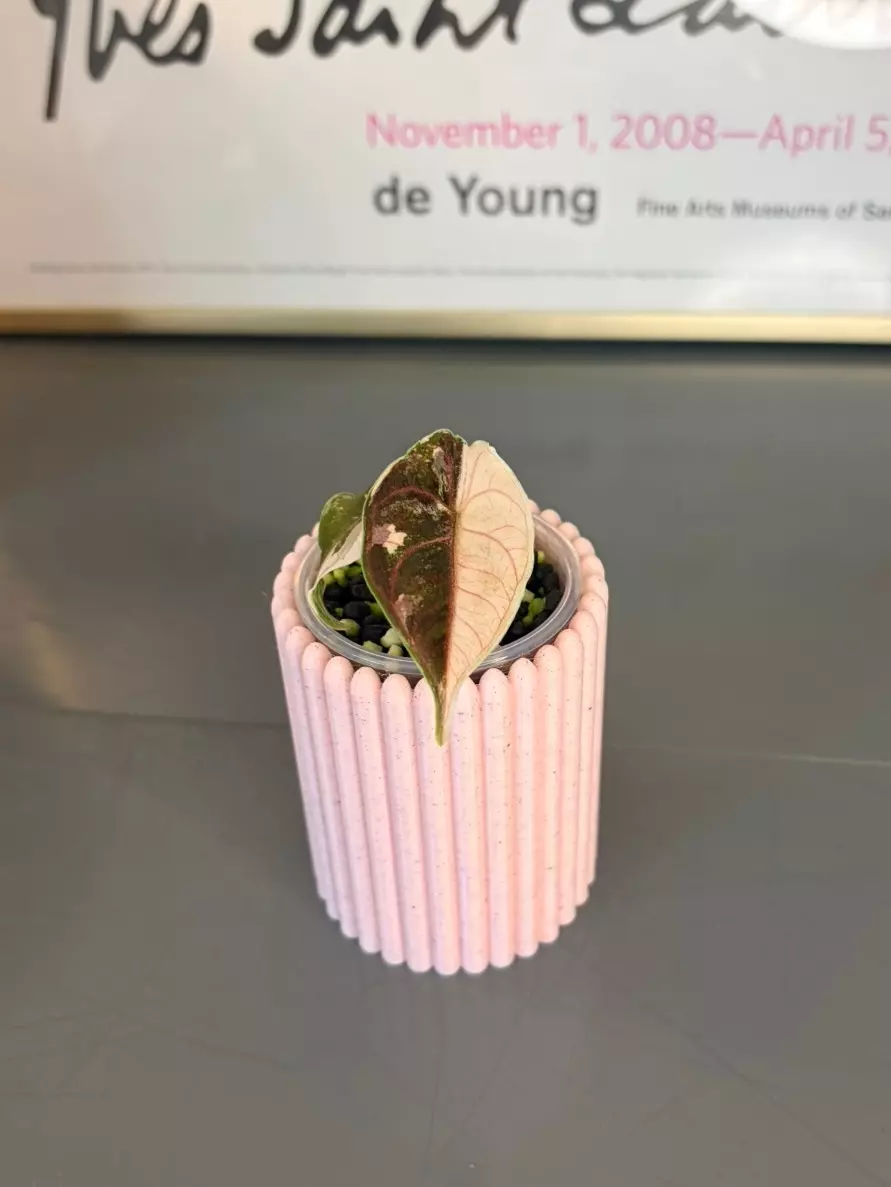 Alocasia Variegated Azlanii Pink thumbnail