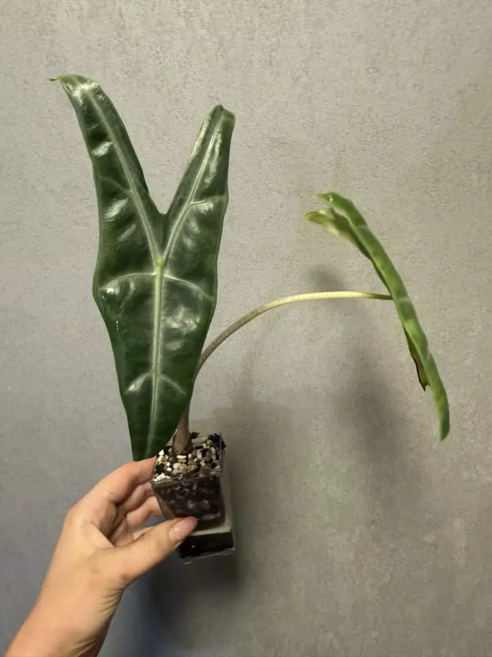 CORM- Alocasia Longiloba Lucifer GOG (Indo version) thumbnail