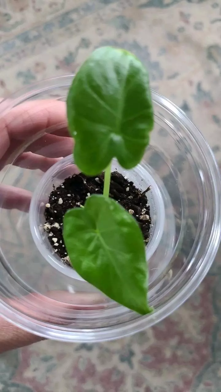 Alocasia Gageana Aurea Pup #2 thumbnail