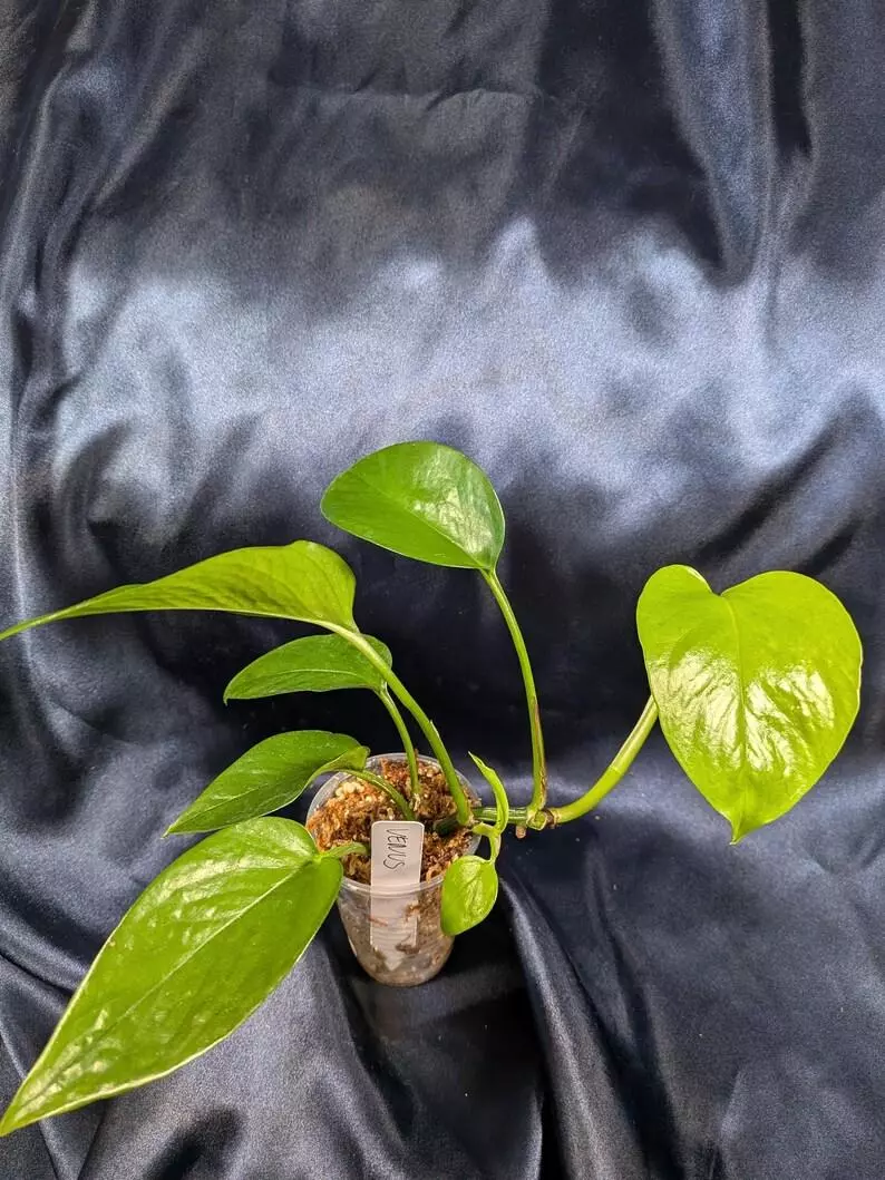 Teruno Venus Pothos thumbnail