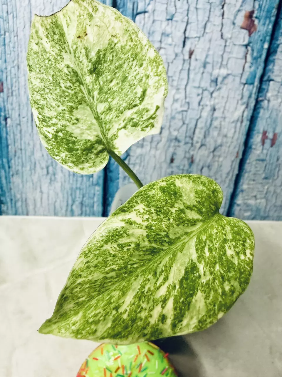 Monstera Legacy thumbnail