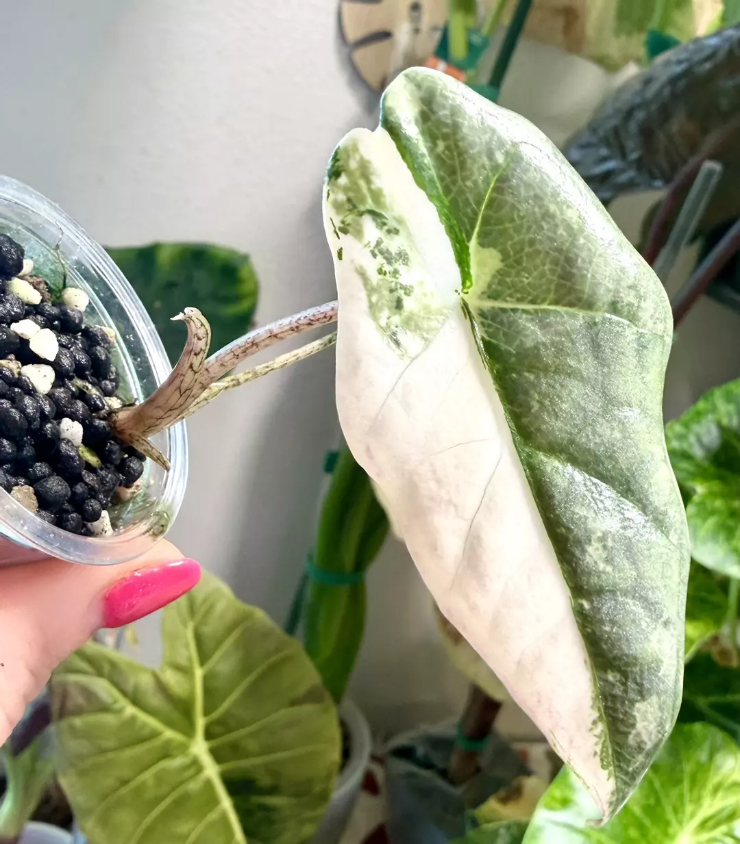 Albo Metallic Blue Alocasia thumbnail