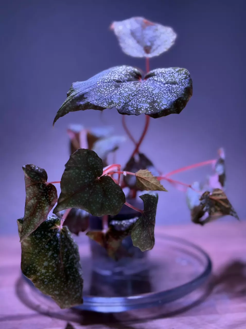 Begonia Moona thumbnail