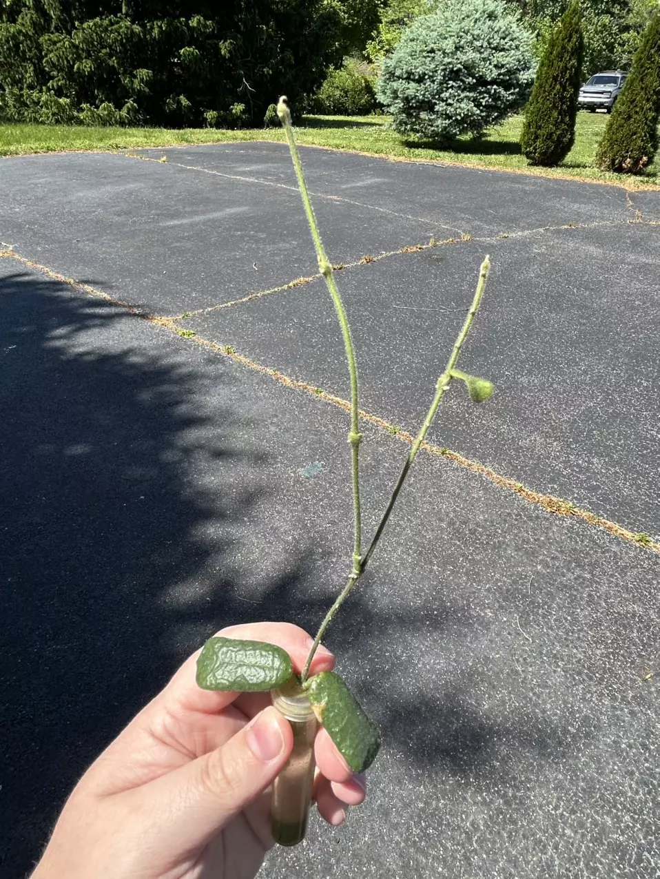 Hoya Rotundiflora (rooted) thumbnail