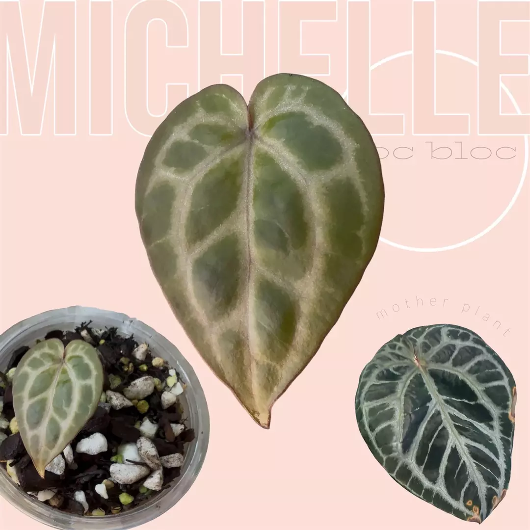 Doc block “Michelle” anthurium thumbnail