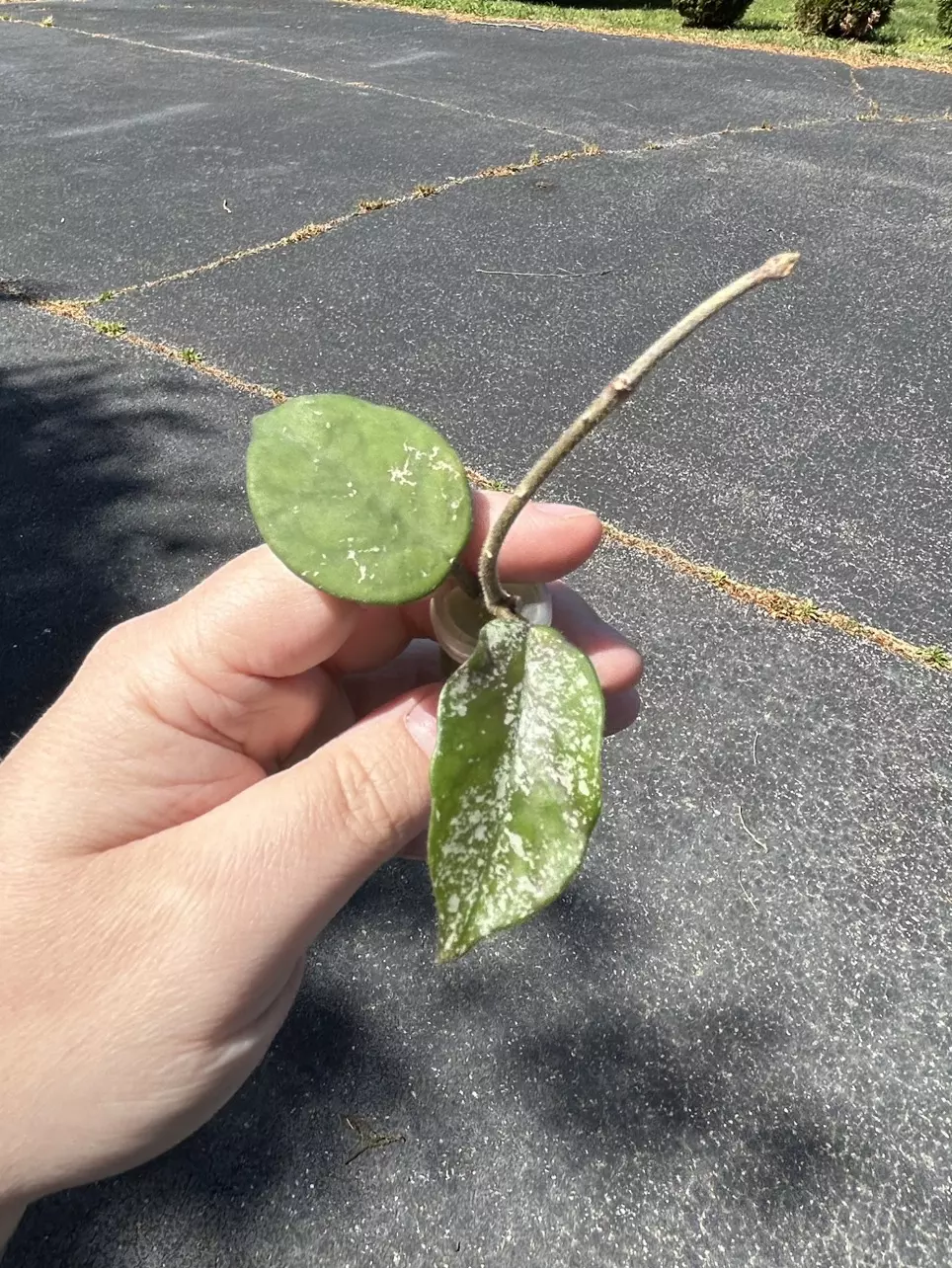 Hoya Carnosa Freckles (2 leaf rooted) thumbnail