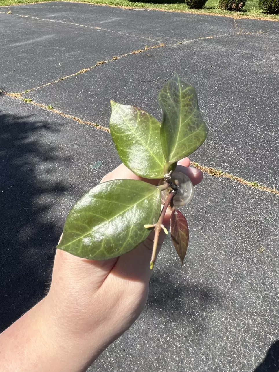 Hoya Sunrise (4 leaf rooted) thumbnail