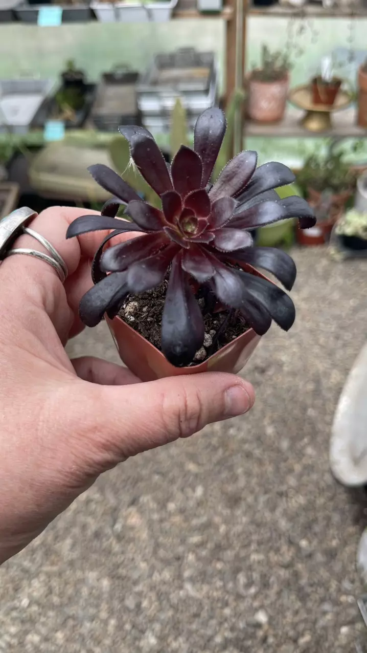 Aeonium Black Rose 2” thumbnail