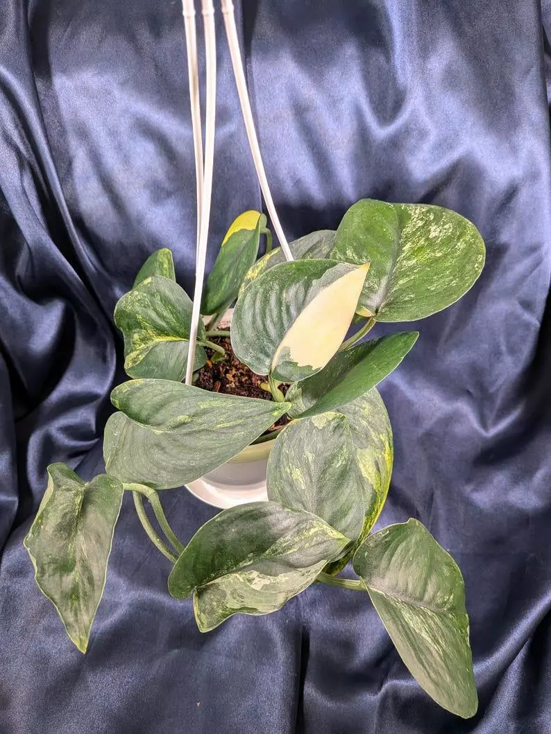 Scindapsus Jade Satin Variegated thumbnail