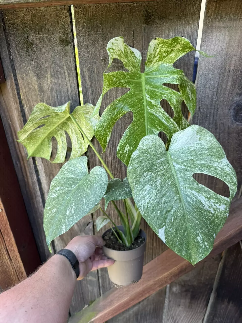 Monstera Mint exact plant for sale! thumbnail
