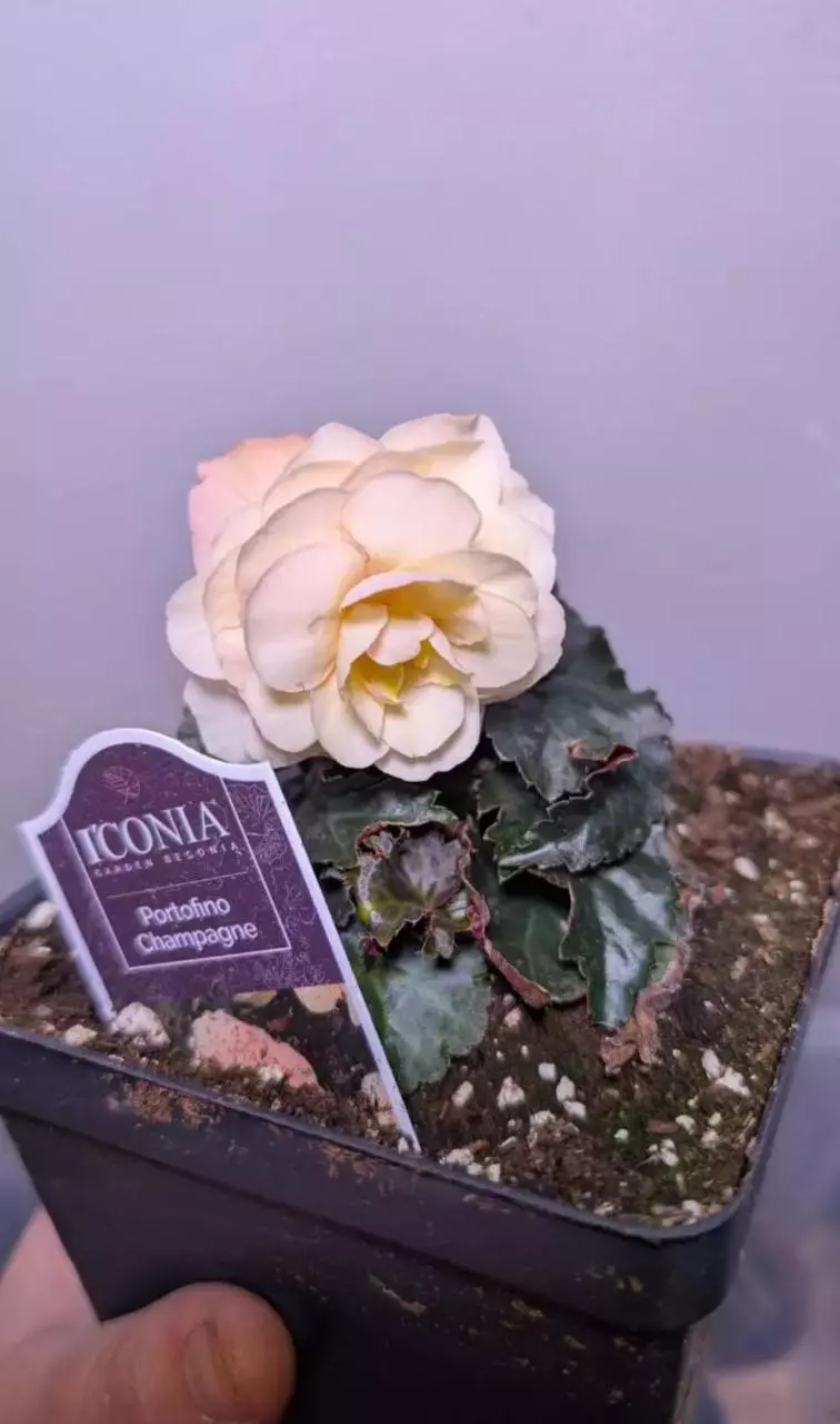 Begonia Portofino Champagne thumbnail