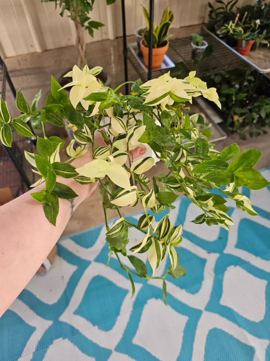 Tradescantia Varigated thumbnail