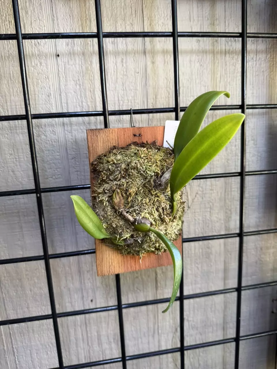 Mounted Bulbophyllum ‘Elizabeth Anne Buckelberry’ orchid thumbnail