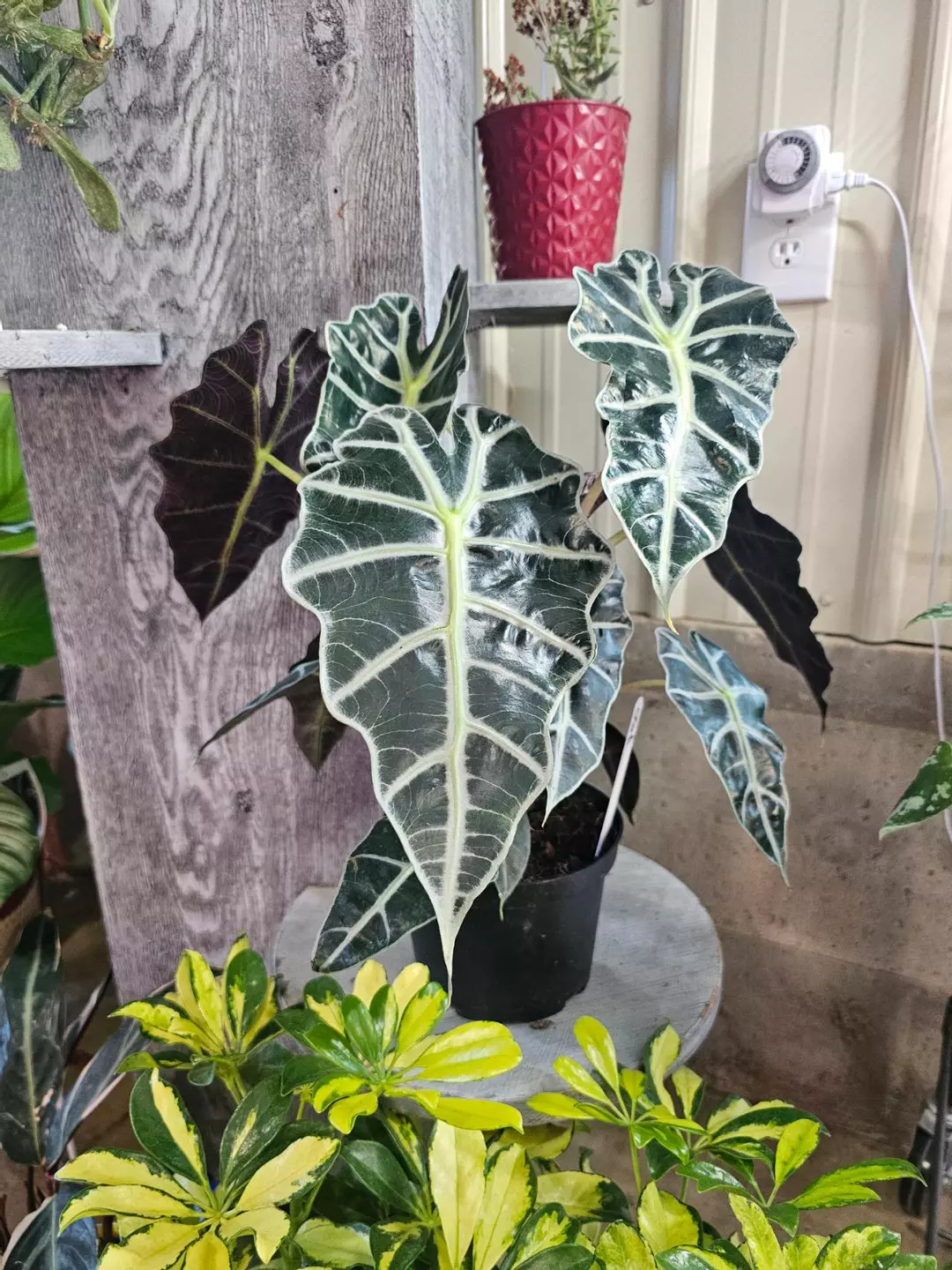 Alocaisa Polly with babies! thumbnail