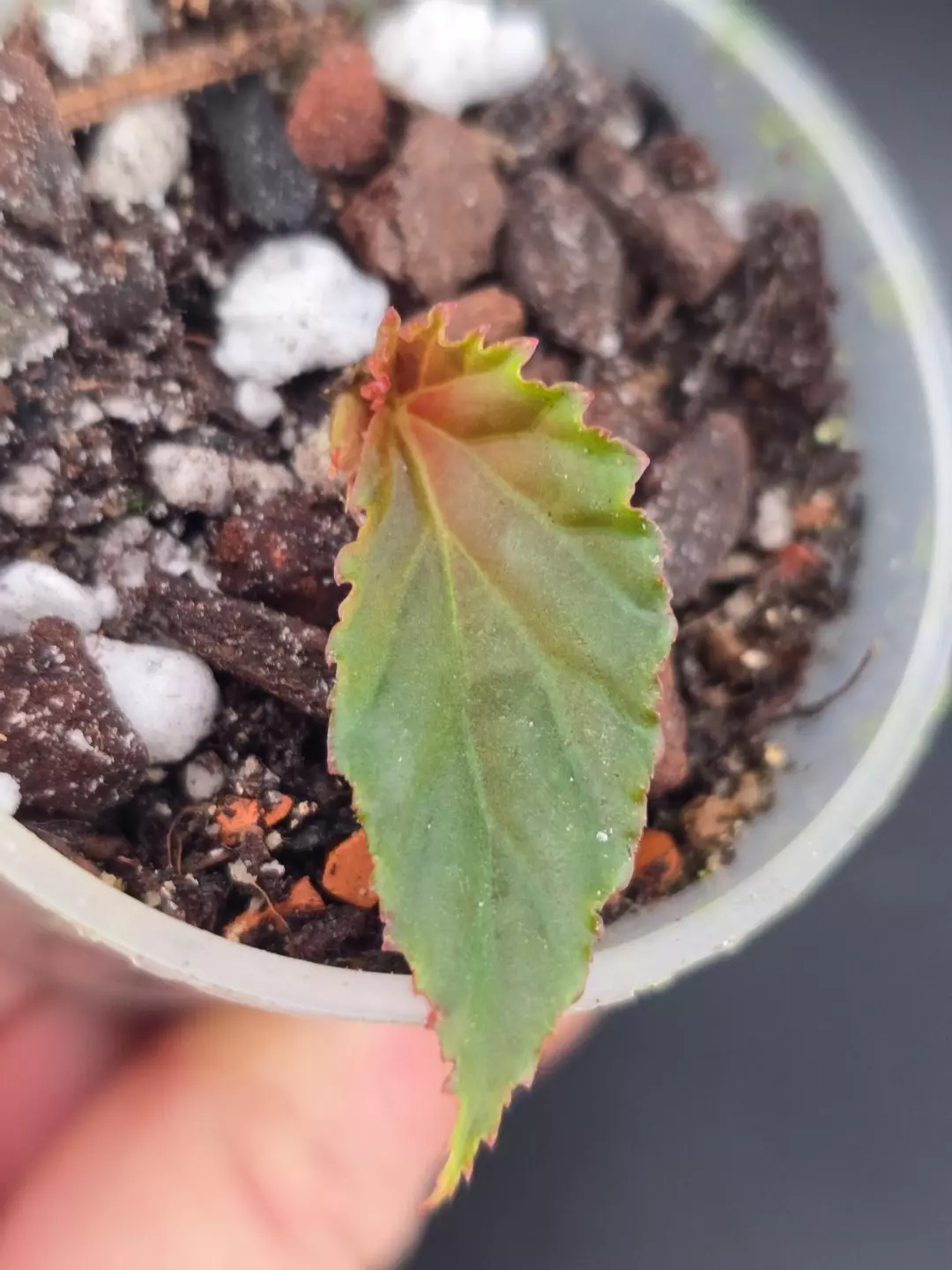 RARE Begonia darthvaderiana x borneensis lightly rooted with new growth point thumbnail