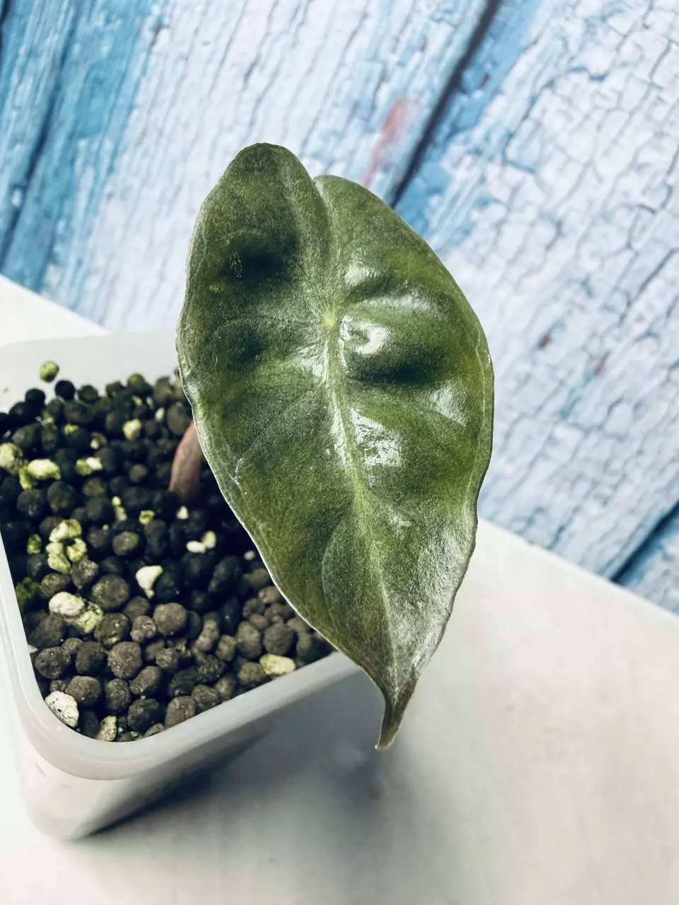 Alocasia Pink Dragon Aurea thumbnail