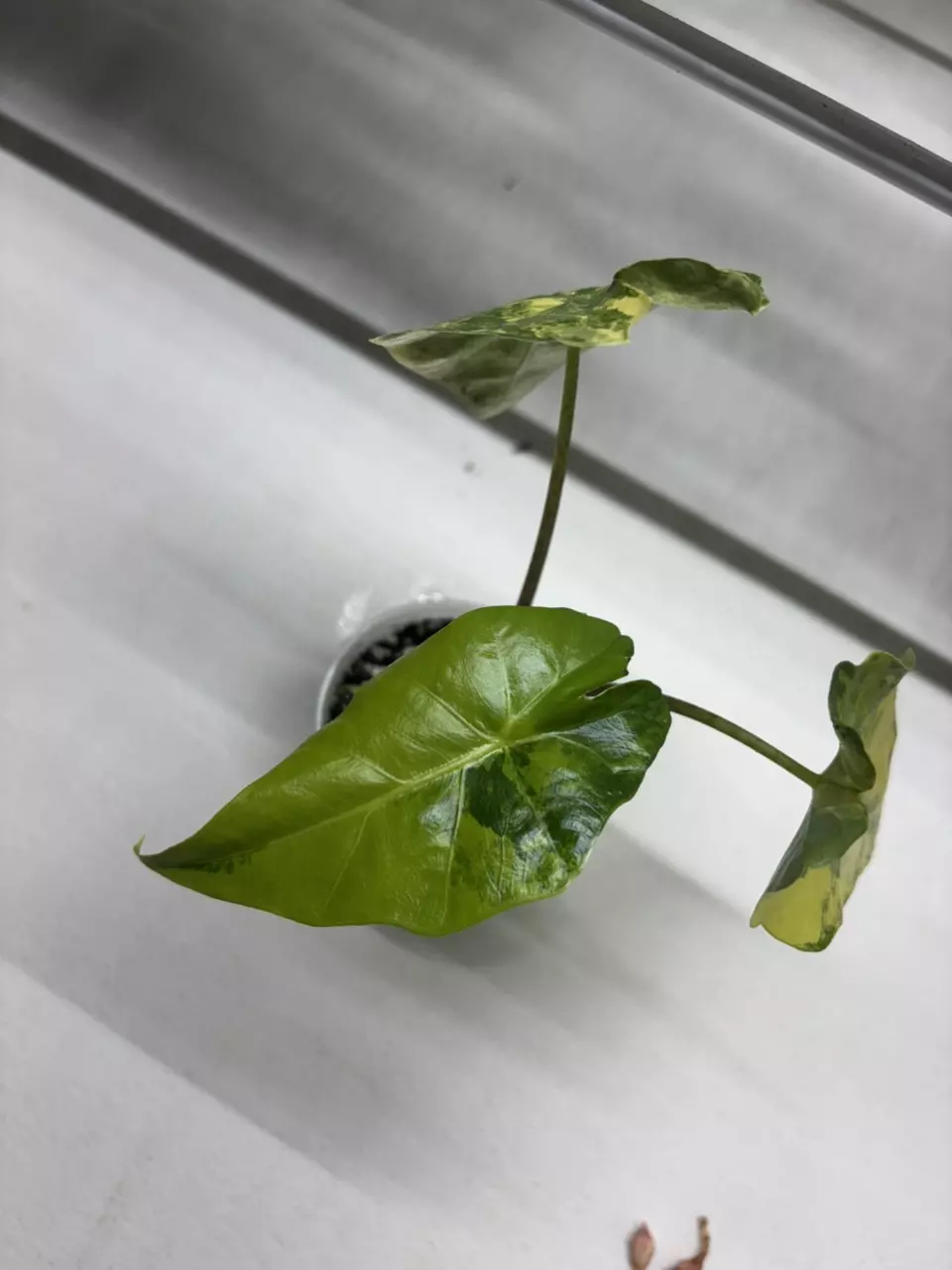 Portora Aurea thumbnail