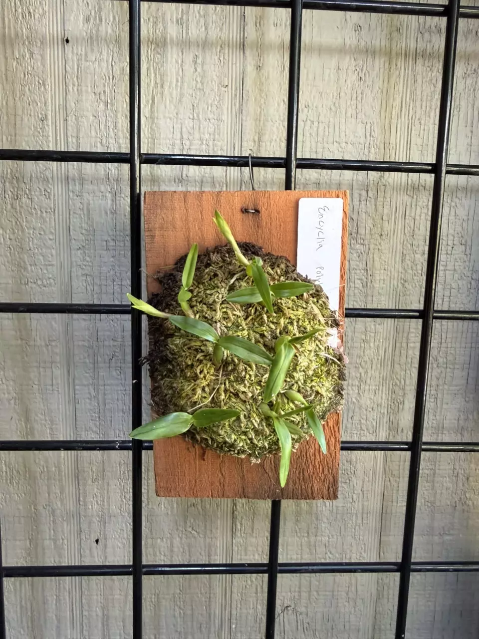 Mounted Encyclia polybulbon orchid thumbnail