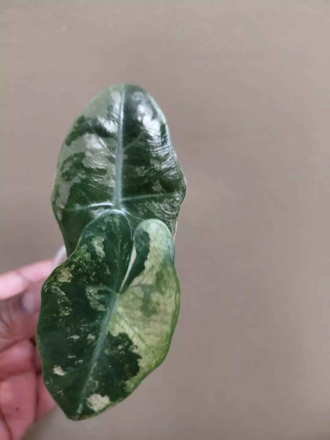 Pseudosanderiana Pink Corm Grown thumbnail