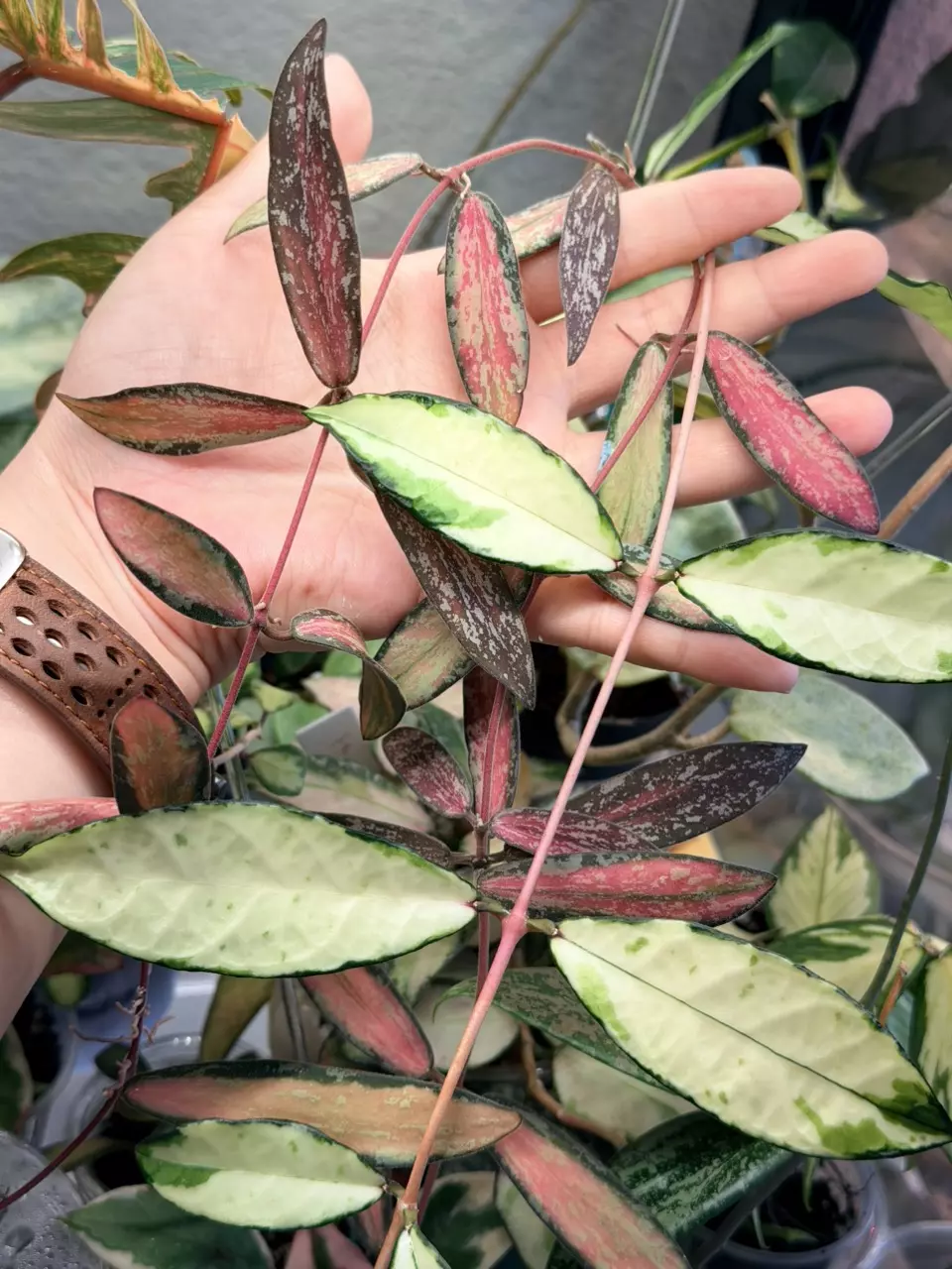 Crassi Var Fresh cutting - 1 node 2 leaves thumbnail