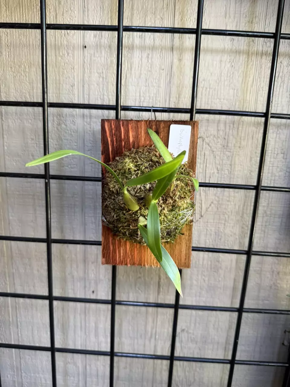 Mounted Bulbophyllum falcatum var. velutinum ‘Jane’ orchid thumbnail