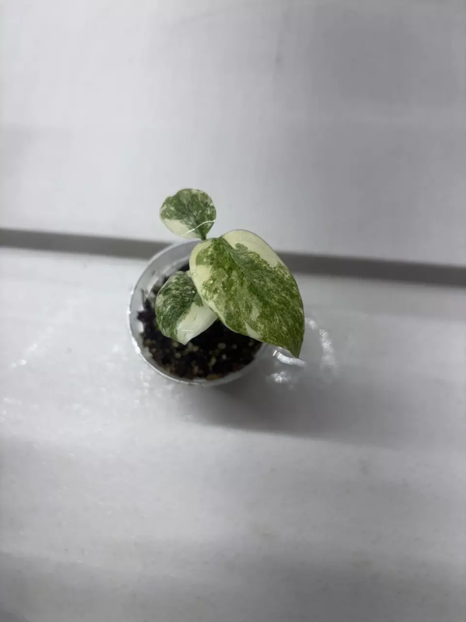 Monstera Legacy thumbnail