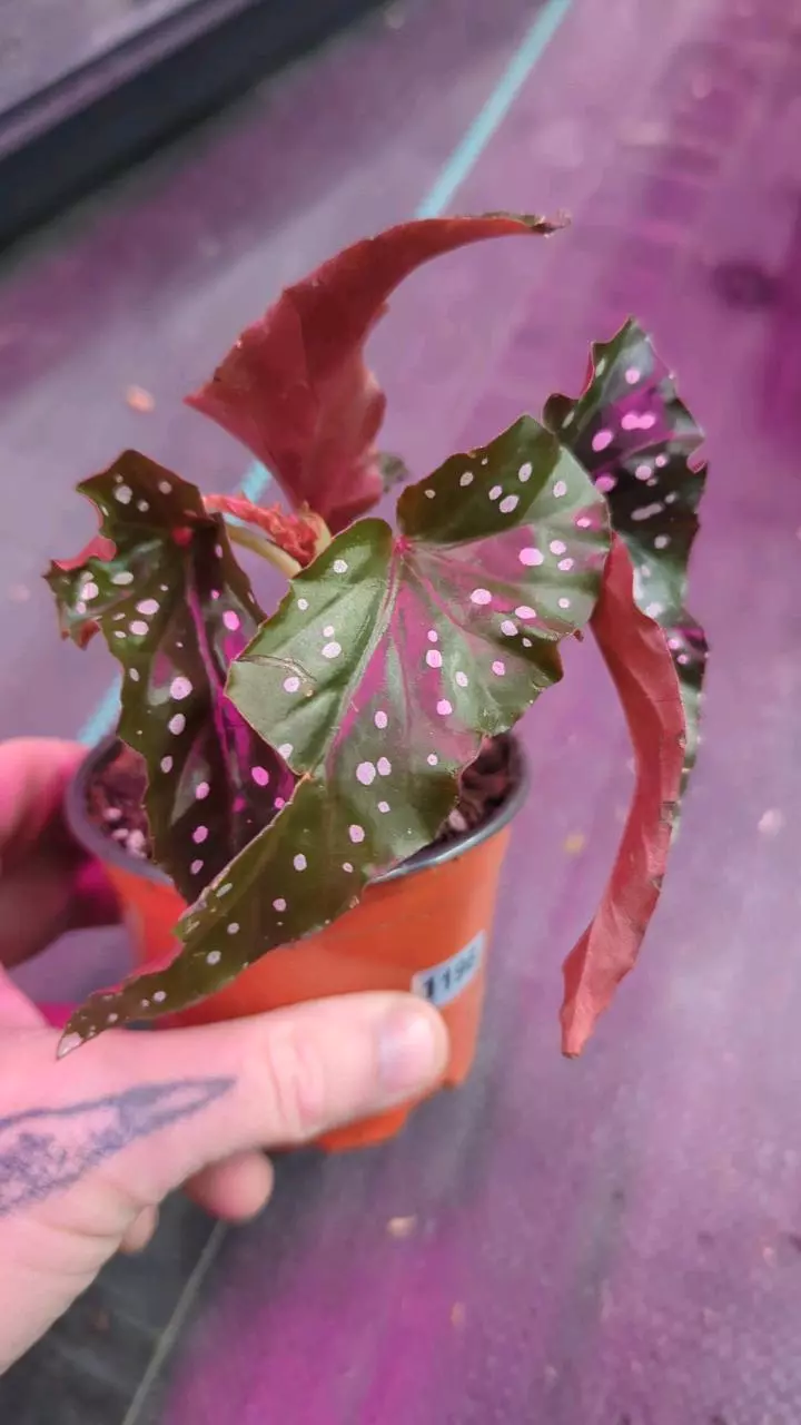 1196 Begonia Maculata Black Forest thumbnail