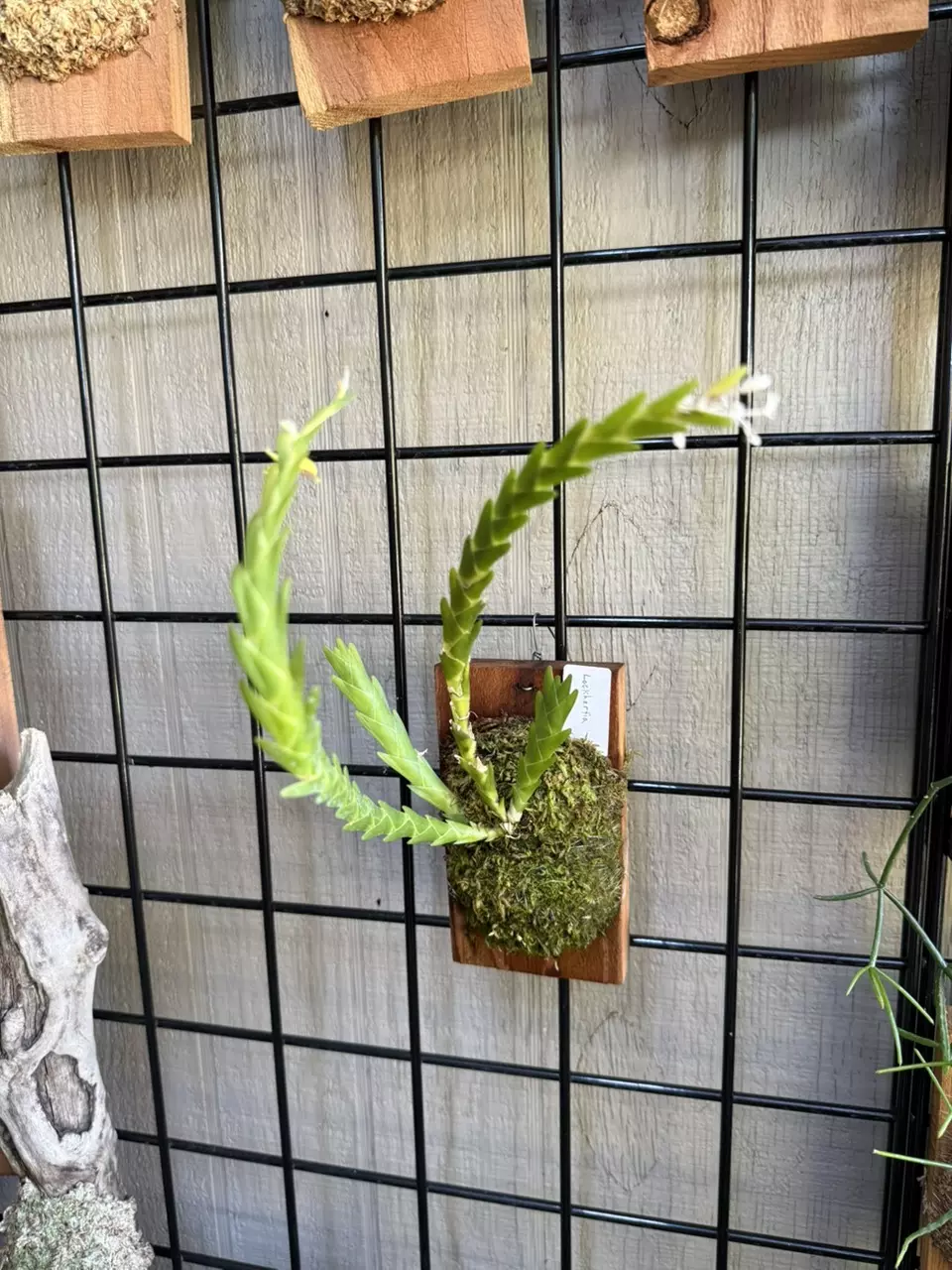 Mounted Lockhartia imbricata orchid thumbnail