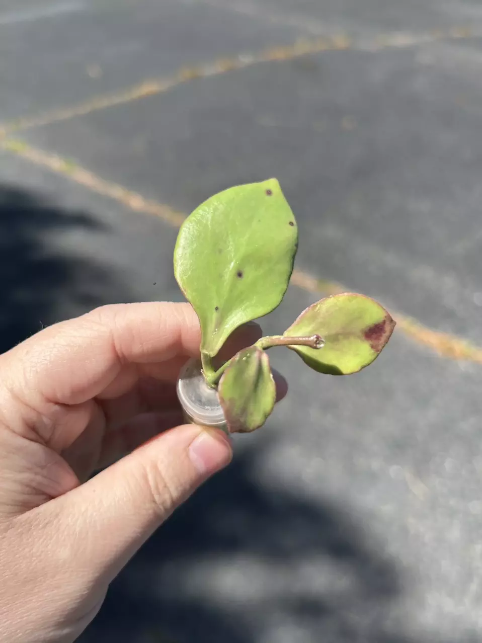 Hoya NS05-055 (3 leaf rooted) thumbnail