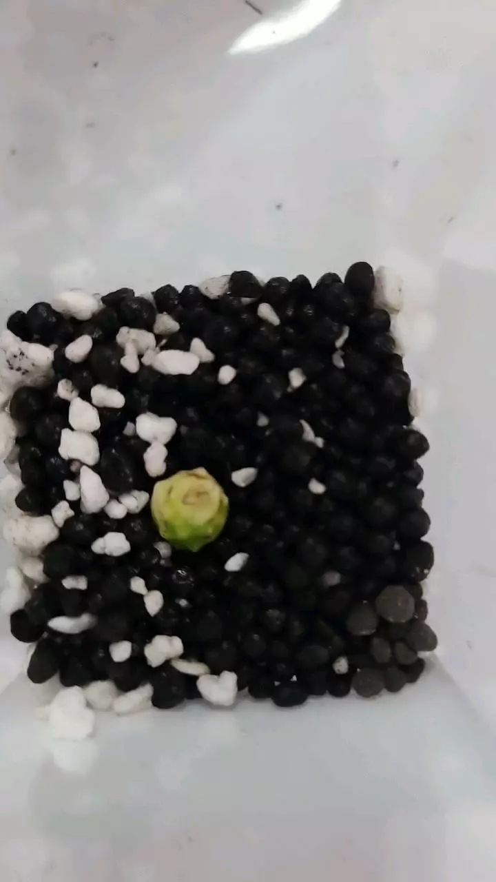 Aurea Variegated Legacy Alocasia Corm thumbnail