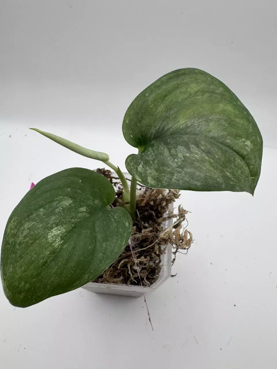SCINDAPSUS BLACK BADUY 0545 thumbnail