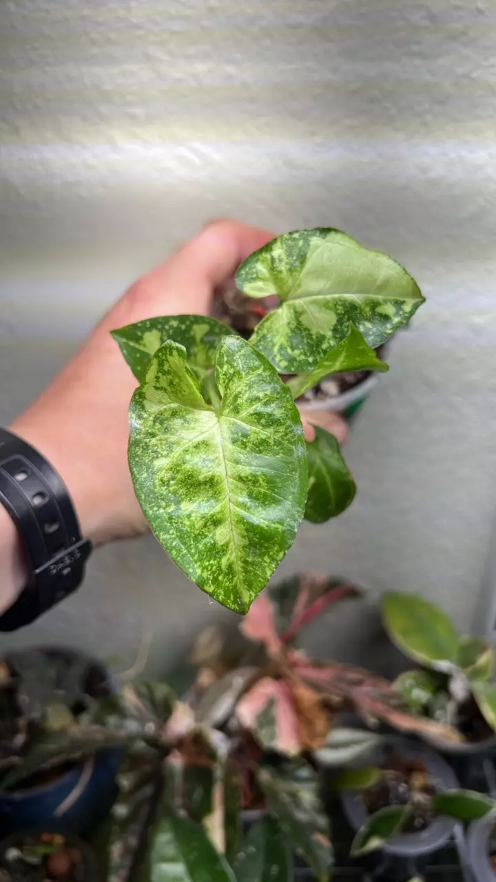 Syngonium Panda Galaxy division lightly rooted thumbnail