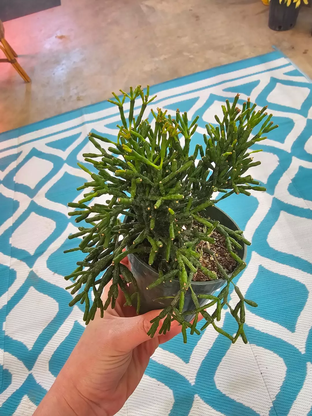 Dancing Bones Cactus thumbnail