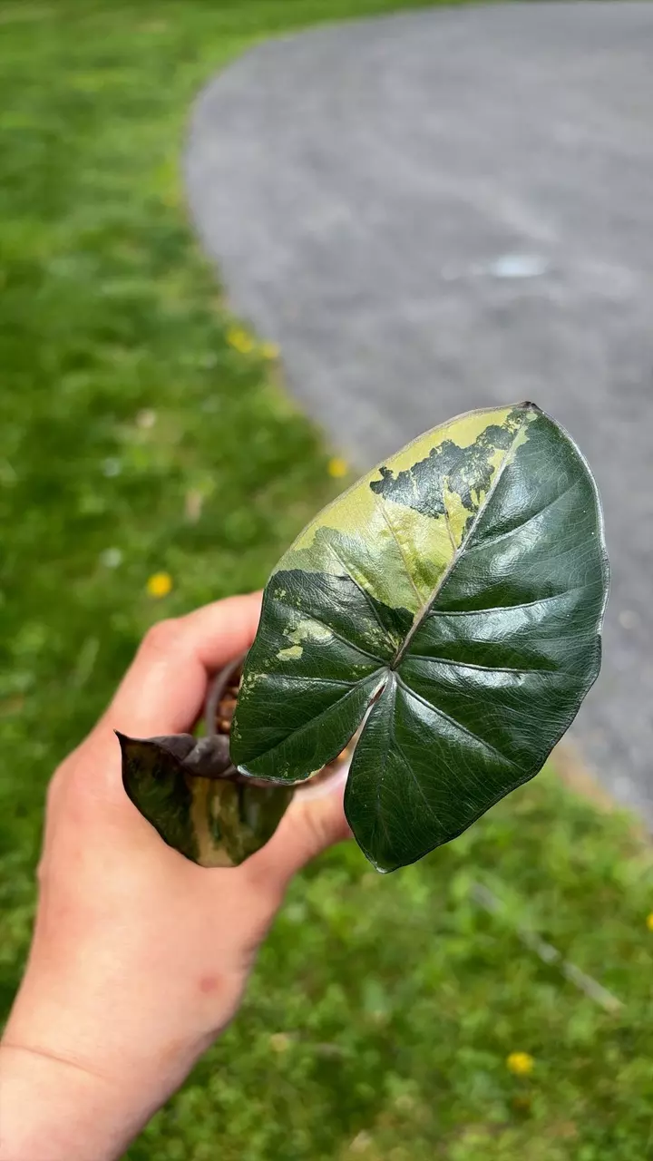 Alocasia Yucatán Princess Varigated thumbnail