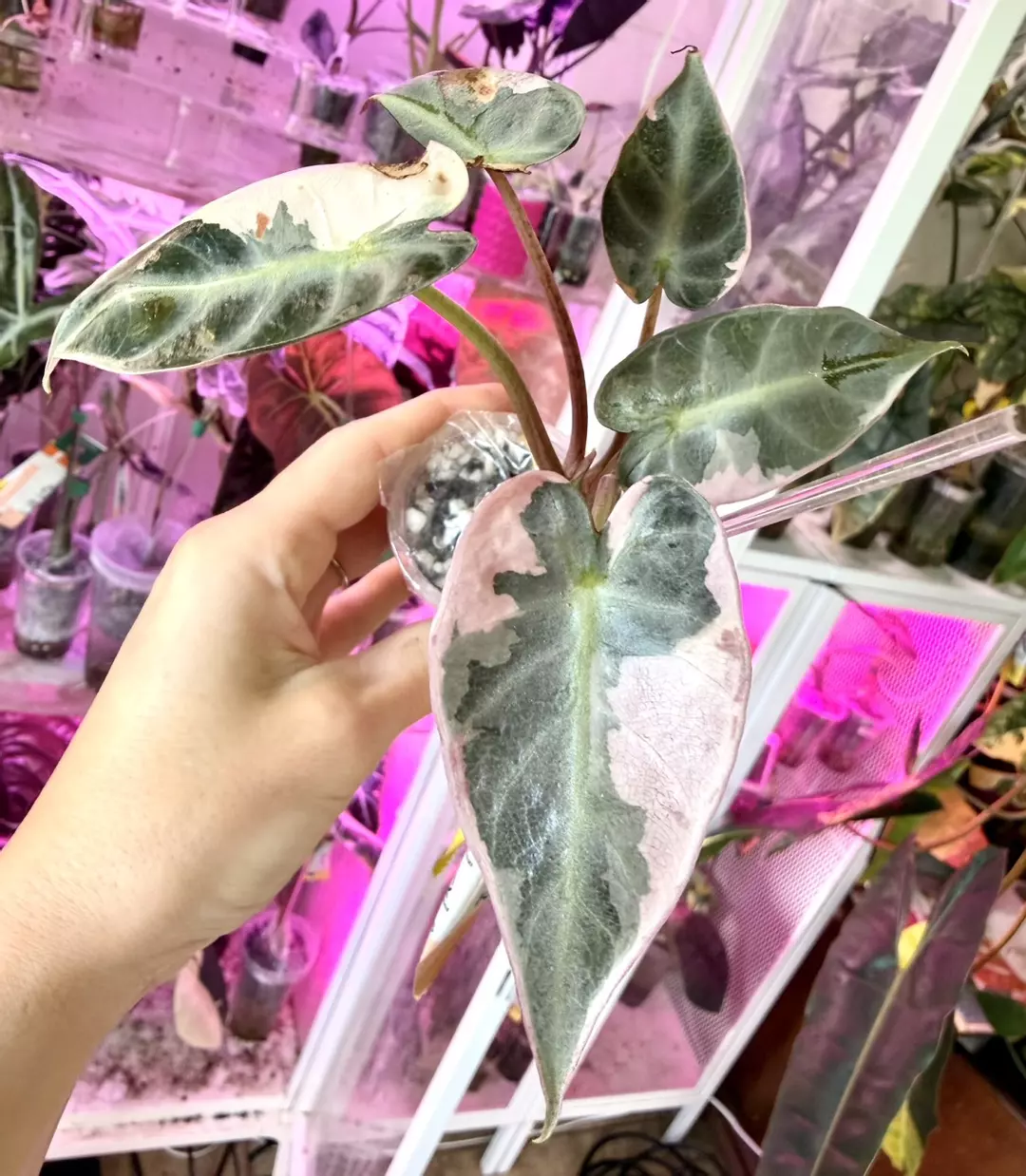 🦄 DeBeers Blue Alocasia thumbnail