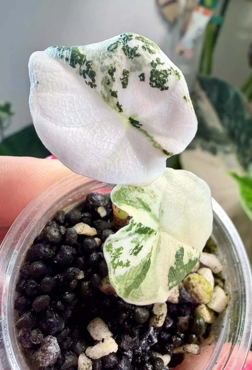 Melo Albo Alocasia thumbnail