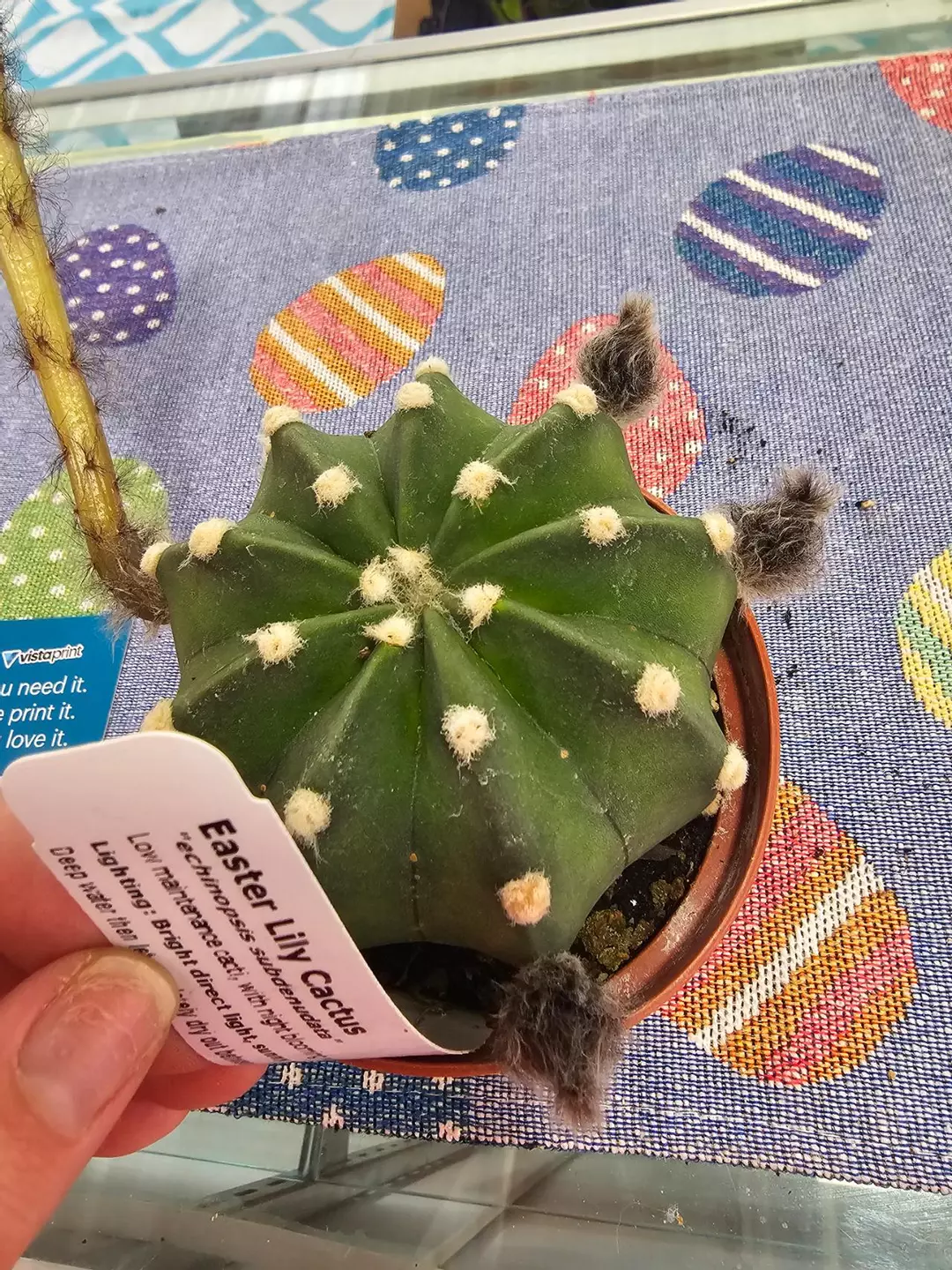 Easter Lily Cactus thumbnail